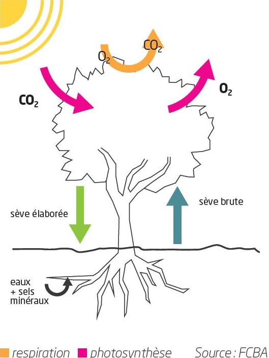 L’arbre absorbe en forêt le CO2 présent dans l’atmosphère.